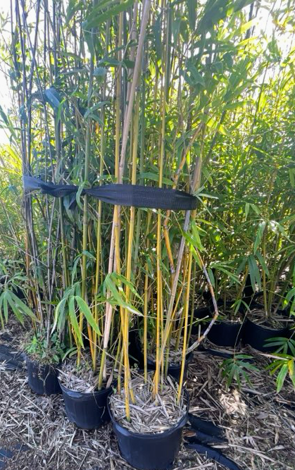 Asian Lemon Bamboo