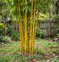 Asian Lemon Bamboo