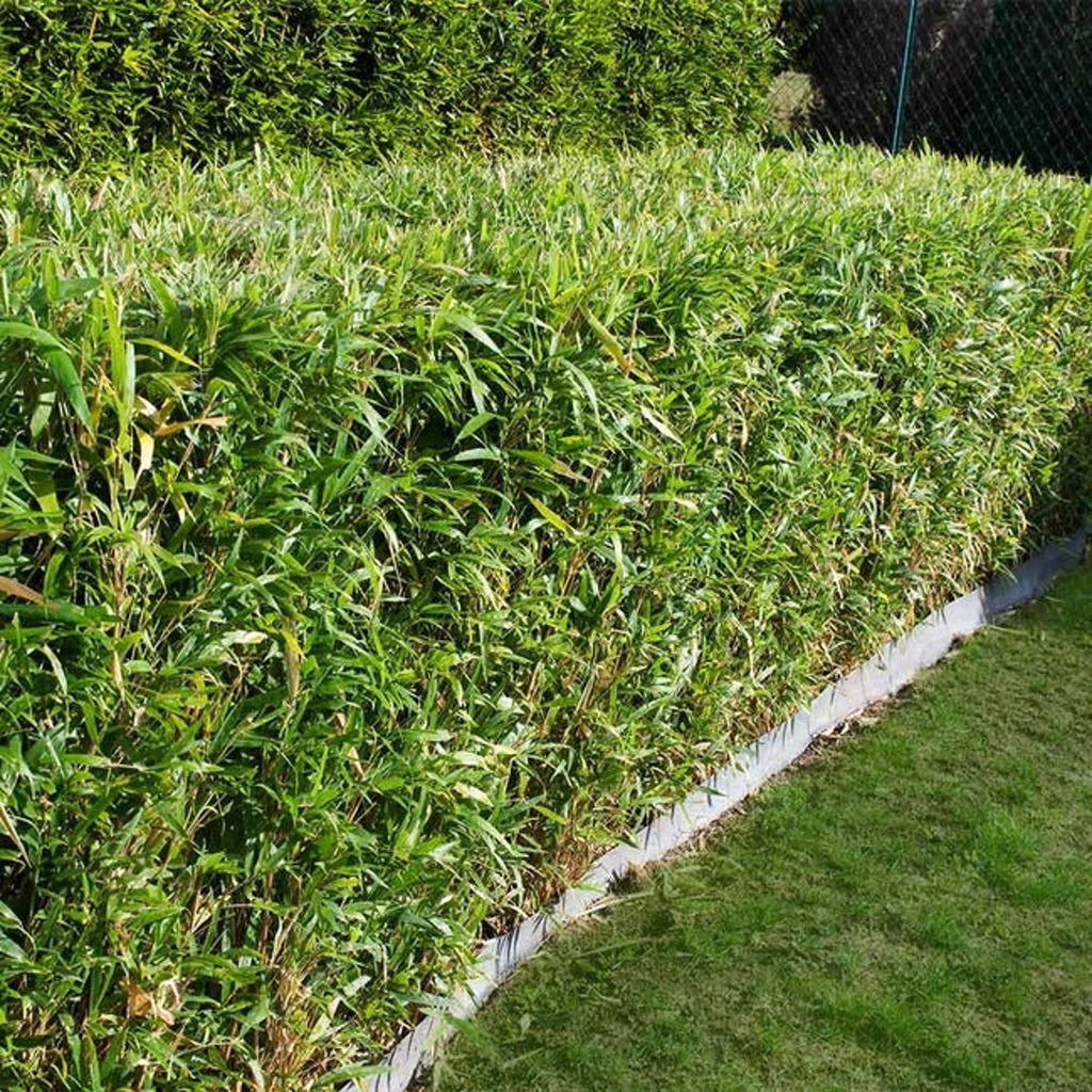 Fernleaf Bamboo