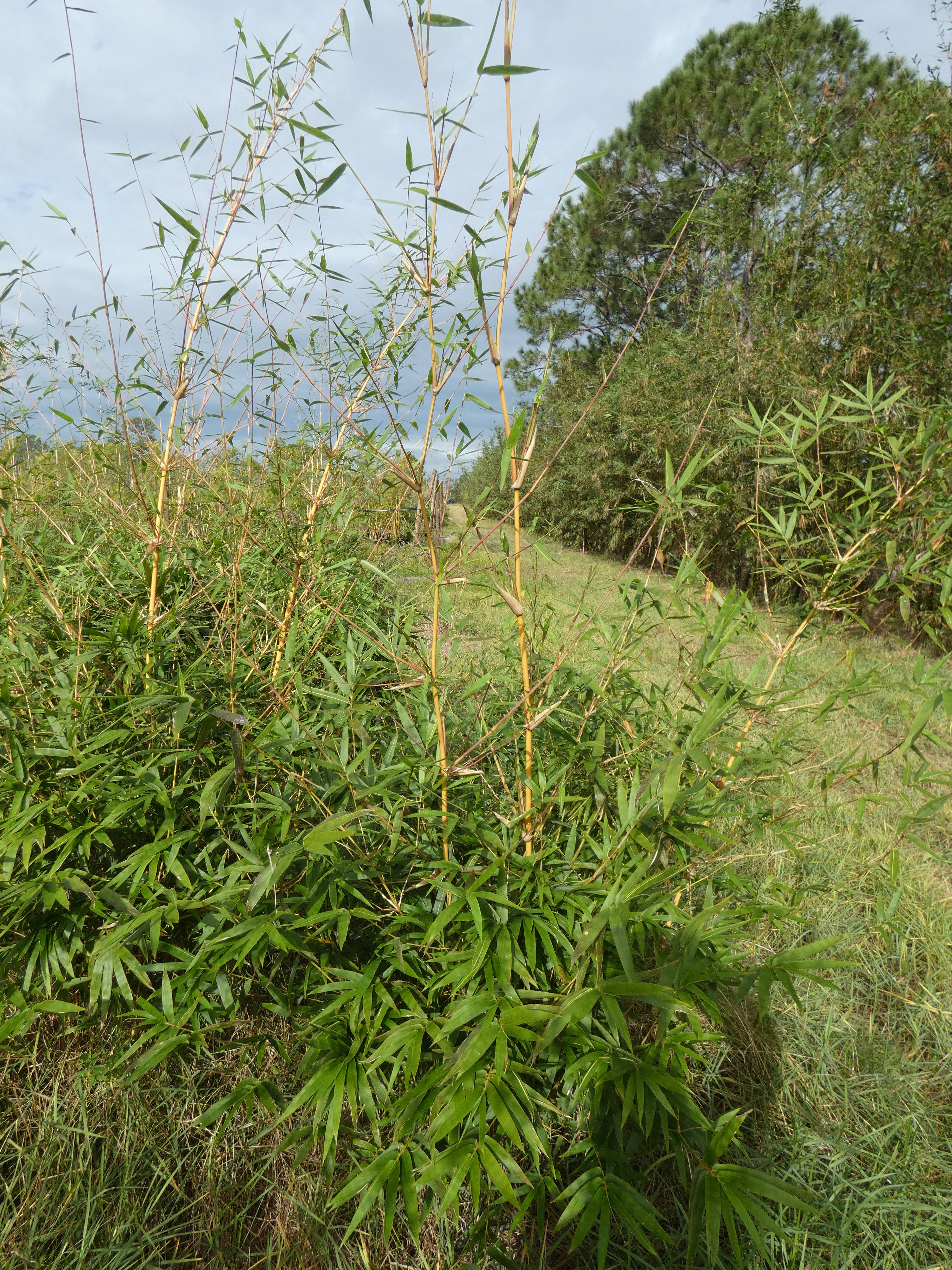 Seabreeze Bamboo