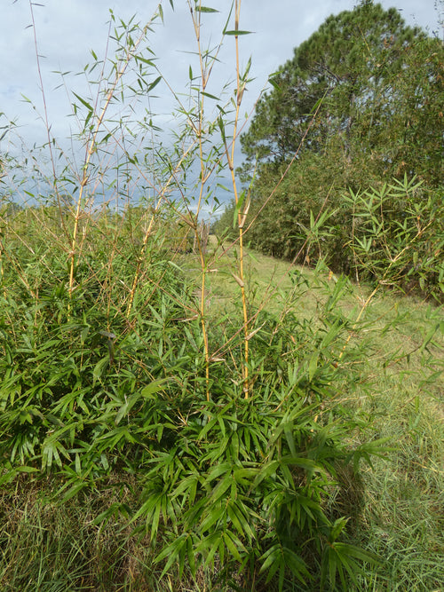 Seabreeze Bamboo