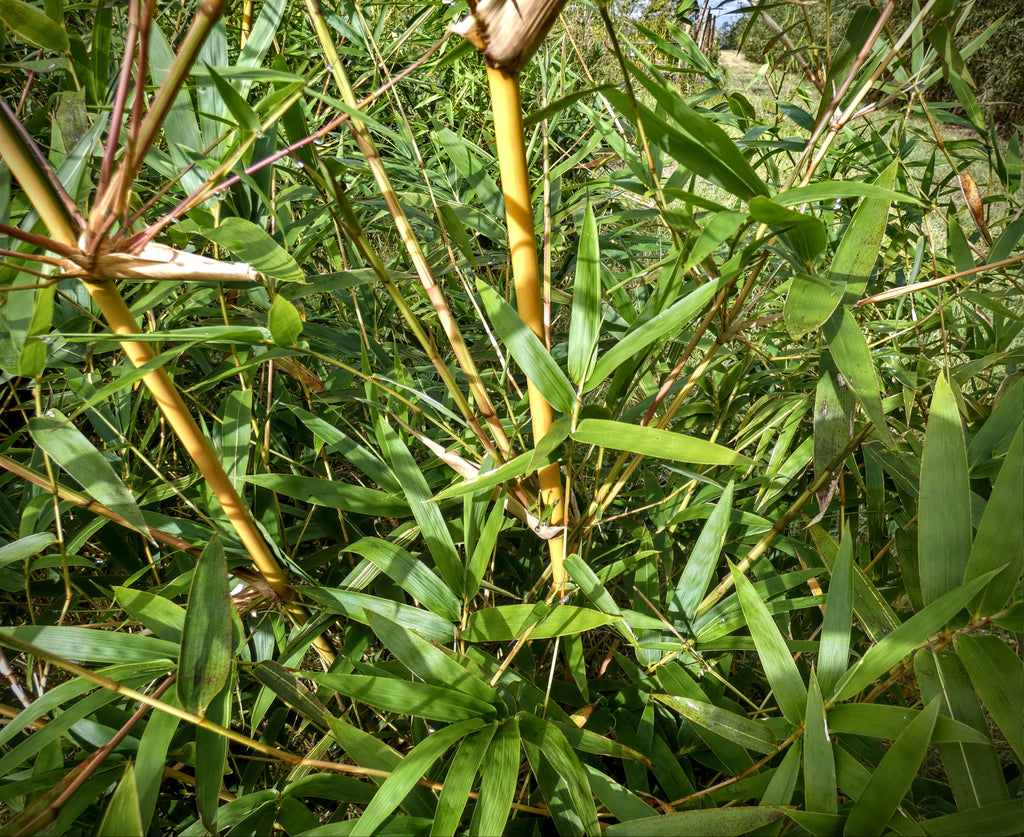 Seabreeze Bamboo