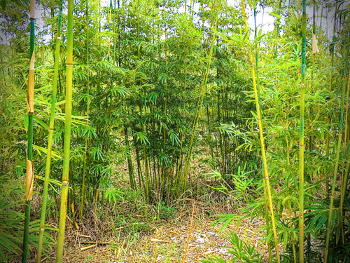 Graceful Bamboo