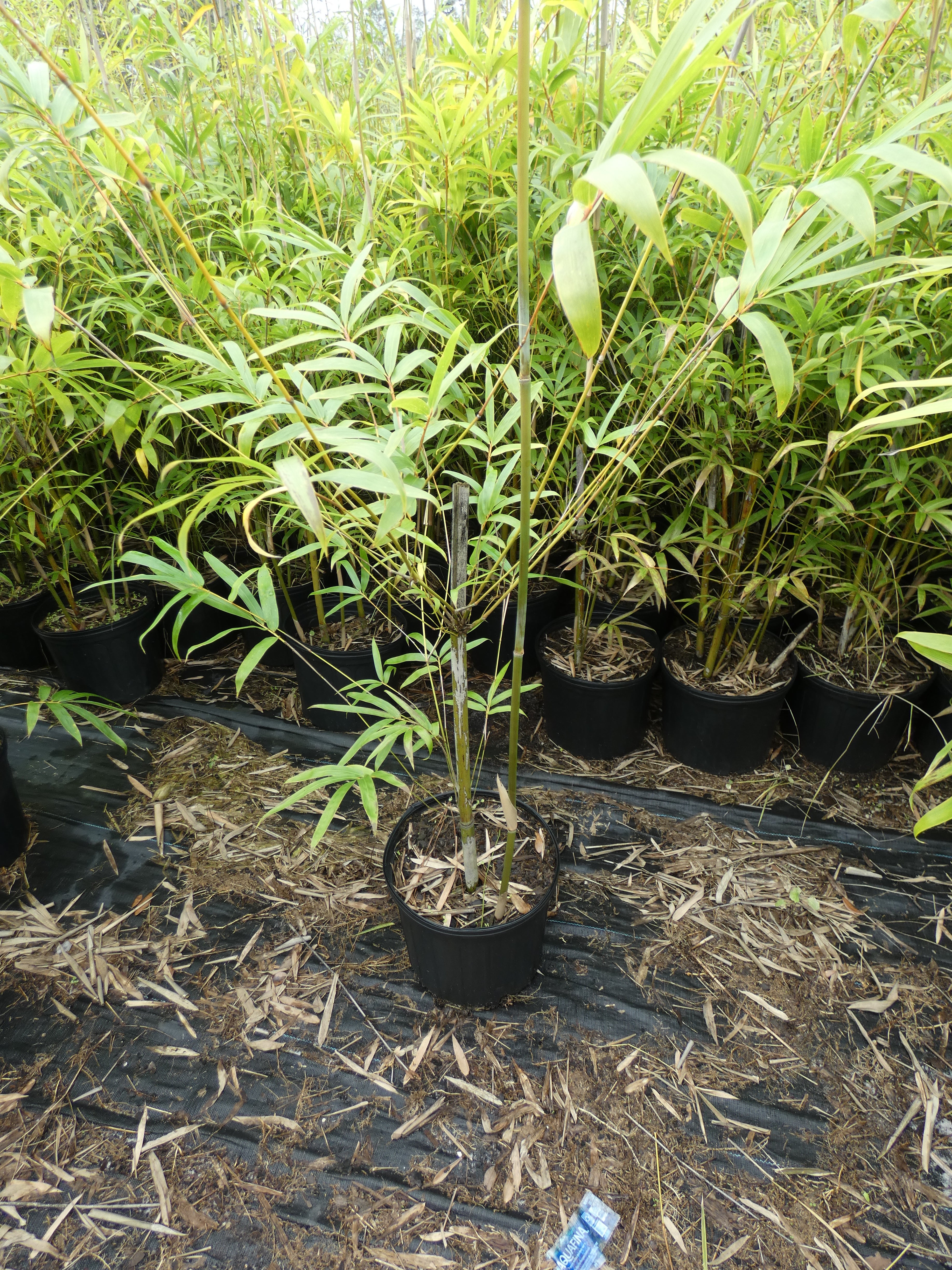 Graceful Bamboo
