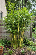Ying Yang Bamboo